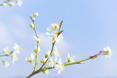 Low angle view of white flowers blooming on tree