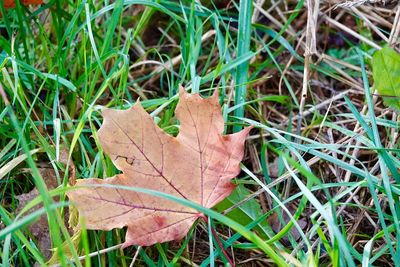 High angle view of dry leaves on field