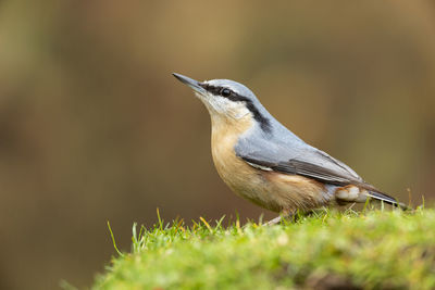 Close-up of a bird