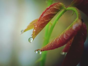 Close-up of raindrops on plant