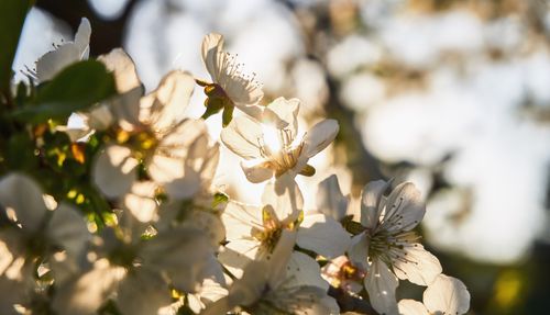 Close-up of white cherry blossoms in spring