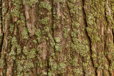 Full frame shot of tree trunk