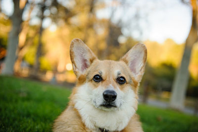 Close-up portrait of dog