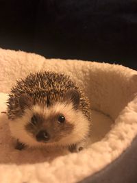 Close-up portrait of a hedgehog