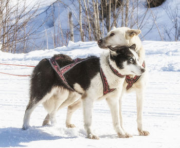 Siberian husky in harness ready to start