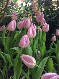 Close-up of pink flowers