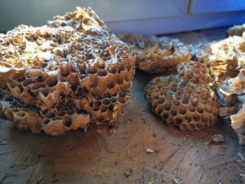 High angle view of an hornet's nest