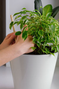 Midsection of person holding potted plant