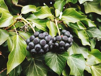 Close-up of fruits growing on plant