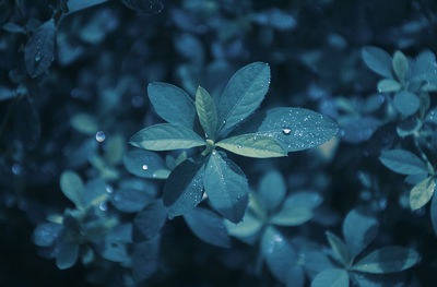 Close-up of water drops on leaves