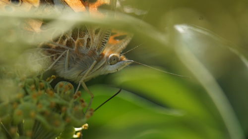 Close-up of butterfly pollinating flower