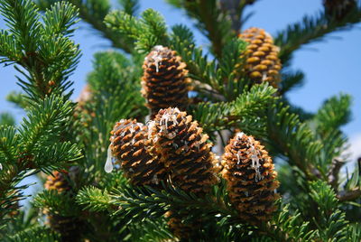 Pine cones on tree