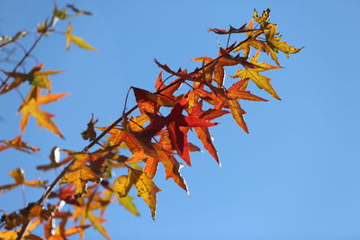 Low angle view of autumnal tree against clear blue sky