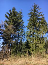 Pine trees in forest against blue sky