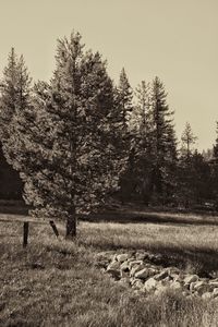 Trees on landscape against sky