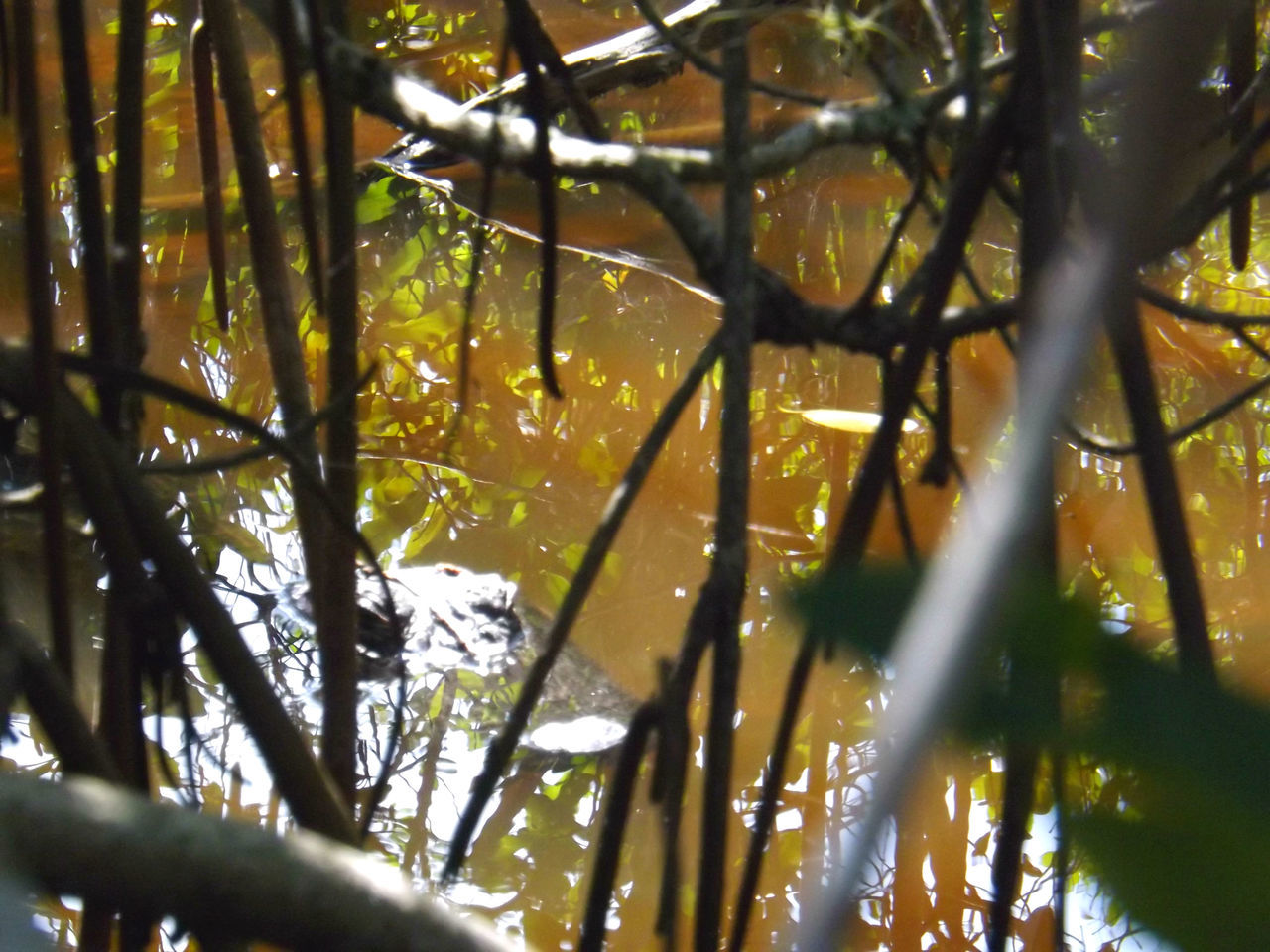 Alligator in the mangroves