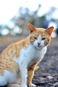 Close-up portrait of a cat