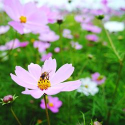 Close-up of bee pollinating flower