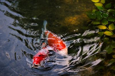 High angle view of koi carps swimming in lake