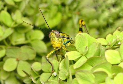 Close-up of insect on plant
