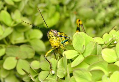 Close-up of grasshopper on plant