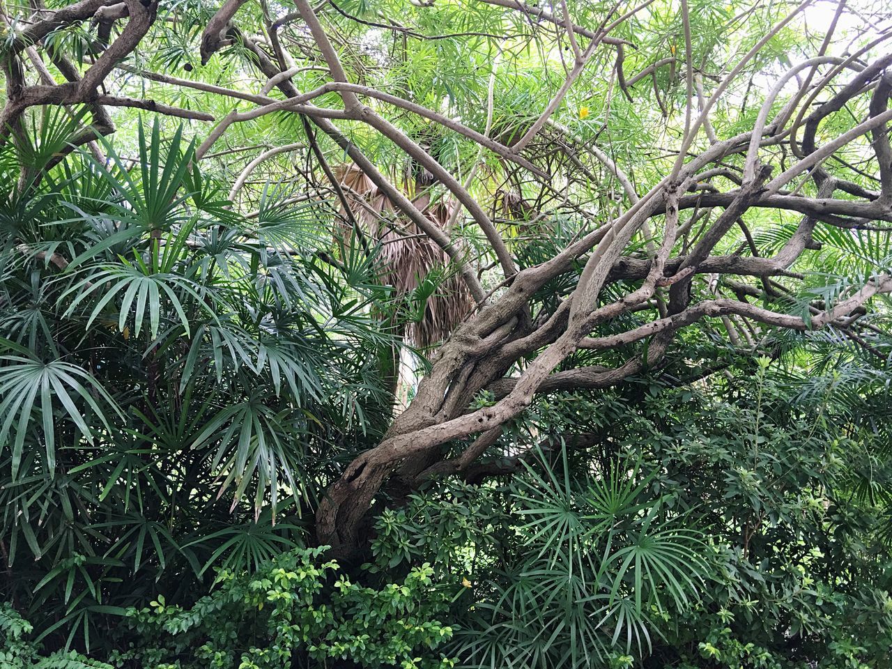 tree, growth, tree trunk, branch, low angle view, green color, forest, nature, tranquility, scenics, green, beauty in nature, tranquil scene, woods, lush foliage, outdoors, day, woodland, solitude, non-urban scene, full frame, sky, majestic, greenery, rainforest, remote, no people