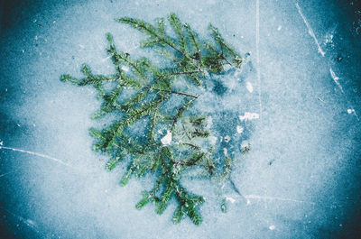 High angle view of christmas tree during winter