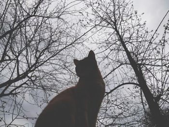 Cat looking away against bare tree