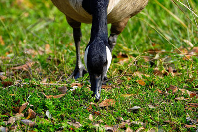 Canada goose on grassy field