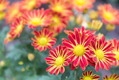 Close-up of red flowering plants