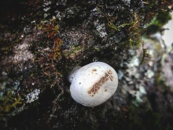 Close-up of shell on rock