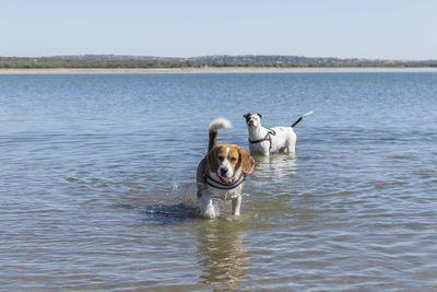 Dog in a lake