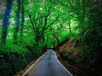 Country road along trees