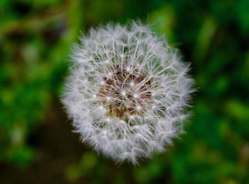 Close-up of white dandelion flower