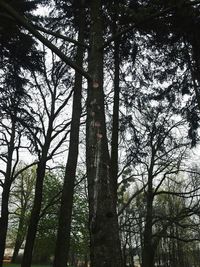 Low angle view of trees in forest