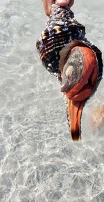 High angle view of man swimming in sea