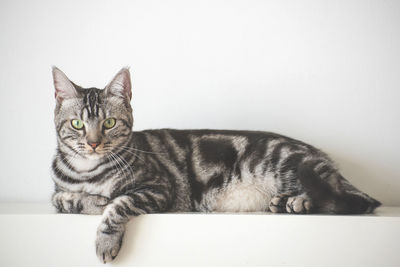 Portrait of a cat against white background