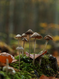 Close-up of mushroom growing on field