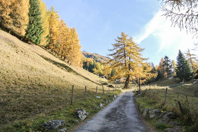 Road amidst trees against sky