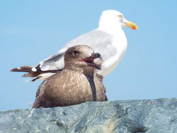 Close-up of seagull perching on rock