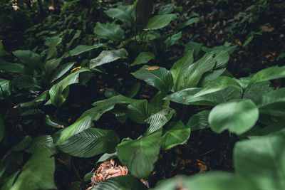 High angle view of fresh green leaves on field