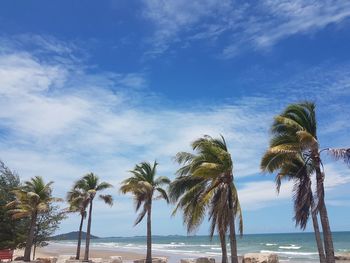 Palm trees on beach against sky