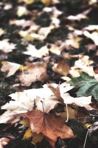 Close-up of dry autumn leaves