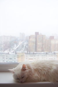 Cat relaxing at window sill