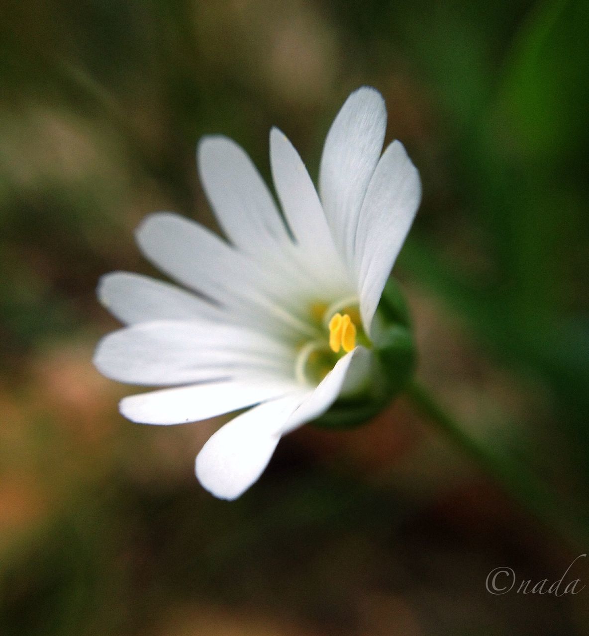 flower, petal, freshness, fragility, white color, flower head, focus on foreground, growth, close-up, beauty in nature, blooming, selective focus, nature, single flower, white, pollen, in bloom, stamen, outdoors, day