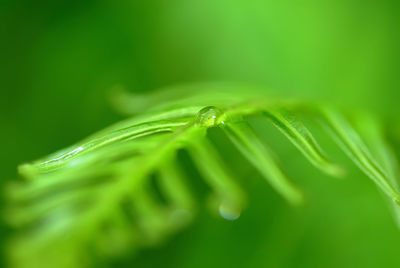 Close-up of water drops on leaf