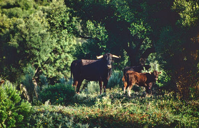 Bull in the forest