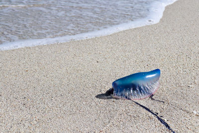 High angle view of jellyfish on beach