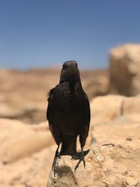 Bird perching on a rock
