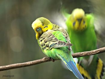 Close-up of parrot perching on branch